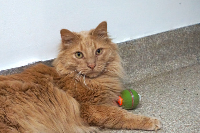 HuggleKats PlayKat Interactive Cat Toy, photo 16
