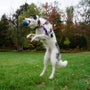 Finn the Shark Ruff-Tex, pelota de látex para perro, tamaño grande, foto 6