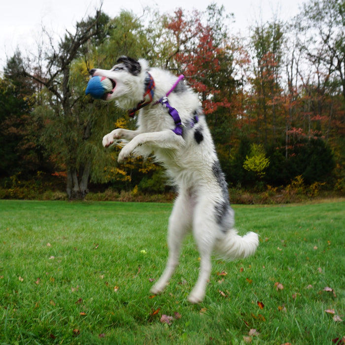Finn the Shark Ruff-Tex, pelota de látex para perro, tamaño grande, foto 6