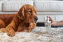 Spray neutralizador de olores para mascotas Marlie Mist, 6.7 fl oz, foto 11