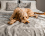 PupProtector Summer Short Fur Waterproof Throw Blanket, Grey, photo 12