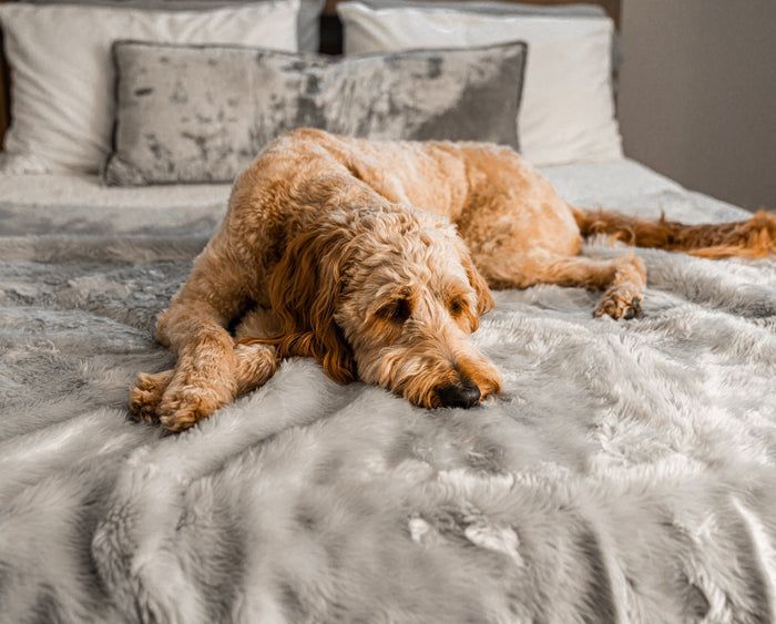 PupProtector Summer Short Fur Waterproof Throw Blanket, Grey, photo 12