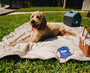 Manta impermeable PupProtector Summer de pelo corto, blanco con detalles marrones, foto 9
