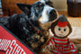 NCAA Ohio State University, Brutus the Buckeye Knottie Plush Dog Toy, photo 6