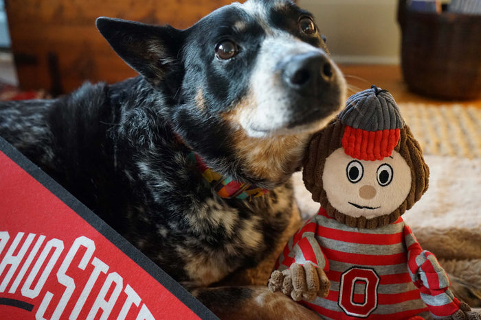 NCAA Ohio State University, Brutus the Buckeye Knottie Plush Dog Toy, photo 6