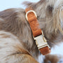 Close-up of a fluffy dog wearing the Clay velvet collar
