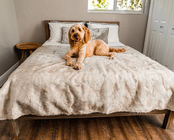 Manta impermeable PupProtector Summer de pelo corto, blanco con detalles marrones, foto 6