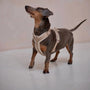 Dachshund wearing the Sand velvet harness