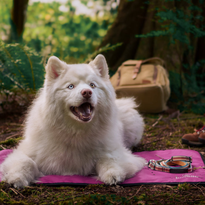 Tapete de descanso antideslizante para perro con base de agarre, foto 3