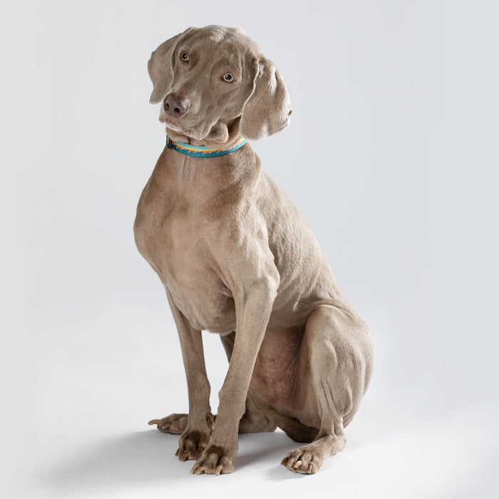 Classic Quick-Release Dog Collar, 1 Inch, photo 5