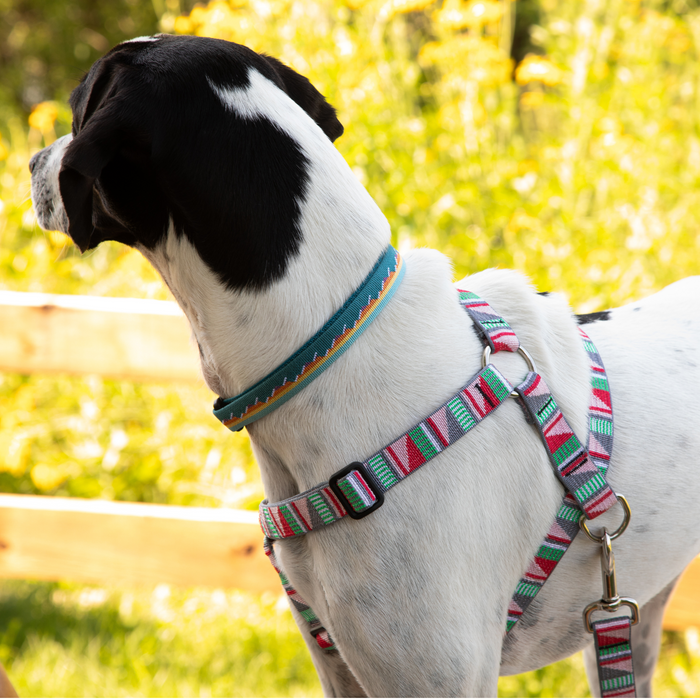 Roman-Style Strap Dog Harness, 1 Inch, photo 7