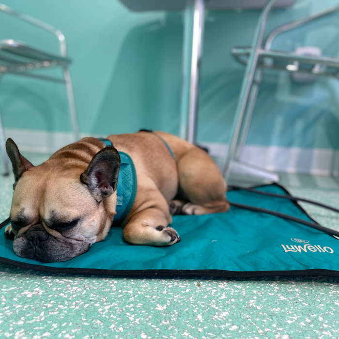 Tapete de descanso antideslizante para perro con base de agarre, foto 19