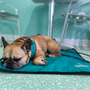 Ultralight Portable Dog Settle Mat, photo 20