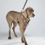 Roman-Style Strap Dog Harness, 1 Inch, photo 3
