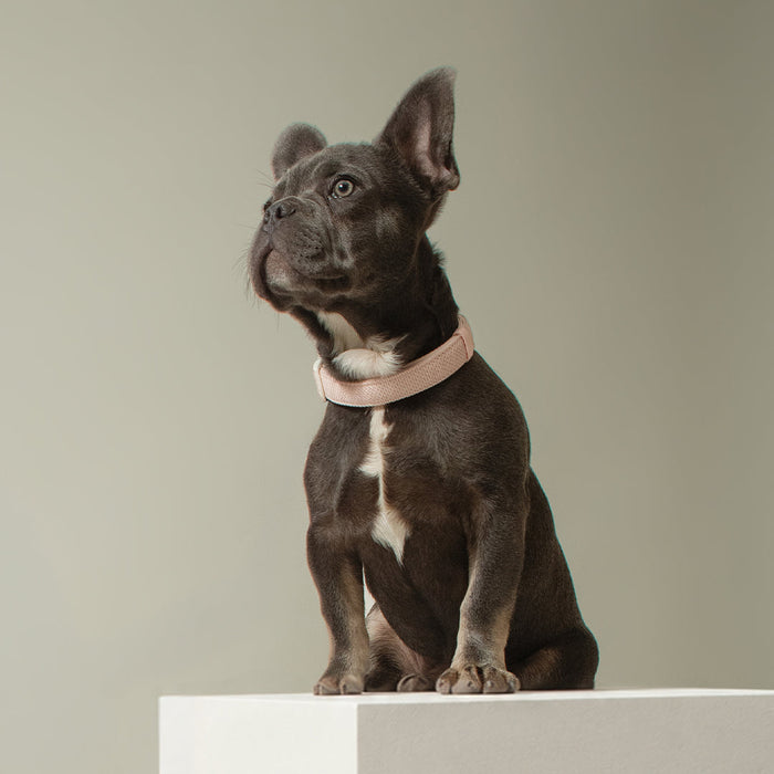 Madison City Padded Dog Collar, photo 2