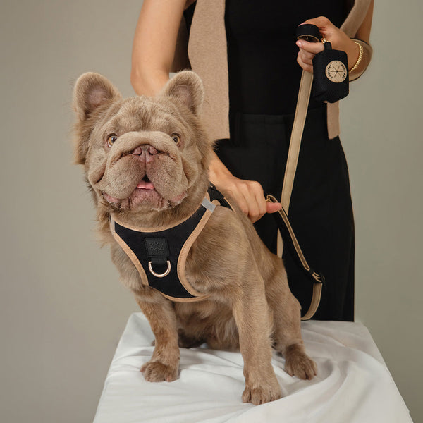 Crosby SoHo Step-In Dog Harness, photo 2