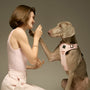 Arnés ajustable NoMad para perro, Sweetheart, foto 4