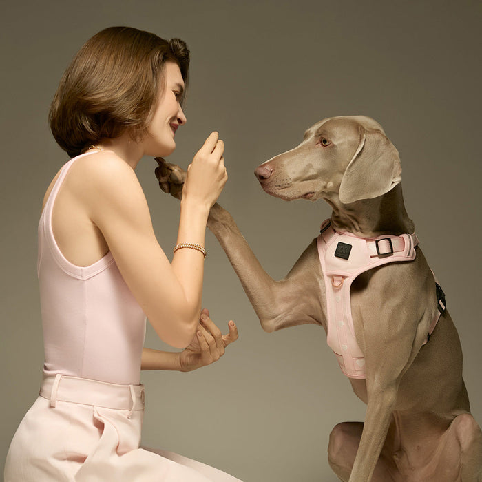 Arnés ajustable NoMad para perro, Sweetheart, foto 4