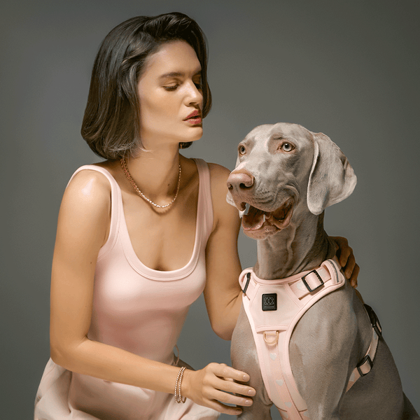 Sweetheart NoMad Adjustable Dog Harness, photo 2