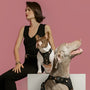 Rockstar SoHo Step-In Dog Harness, photo 6