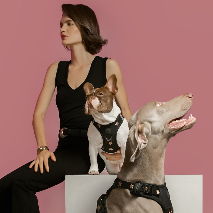 Rockstar SoHo Step-In Dog Harness, photo 6