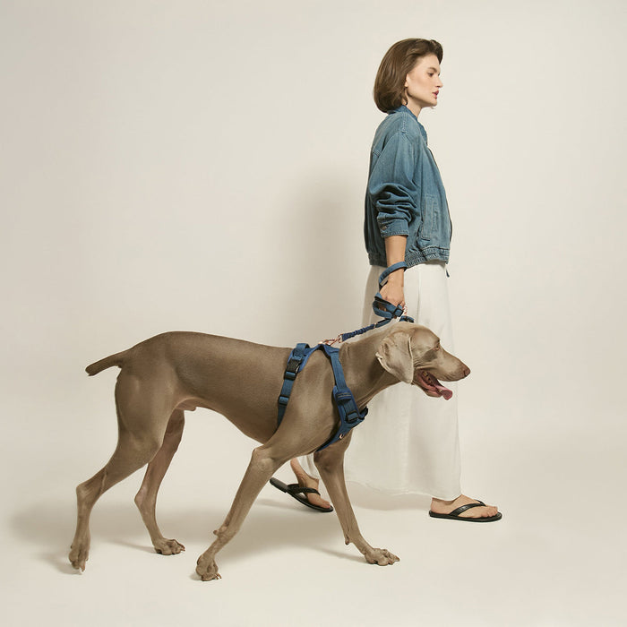 Denim City Bungee Dog Leash, photo 4