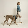 Denim NoMad Adjustable Dog Harness, photo 5