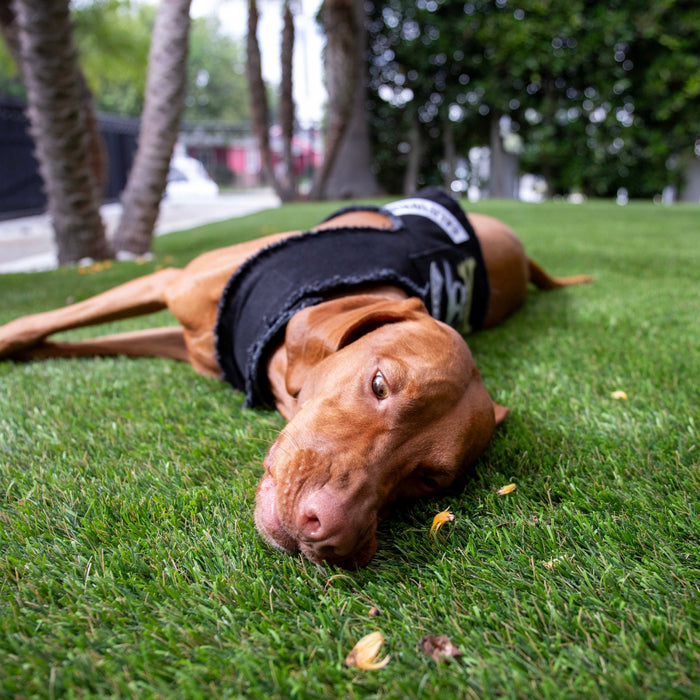 Pups of Anarchy Harness, photo 6
