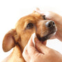 Toallitas para manchas de lágrimas bajo los ojos para perro, 50 unidades, foto 3