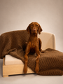 Vizsla on the Haven dog bed with a brown knit blanket