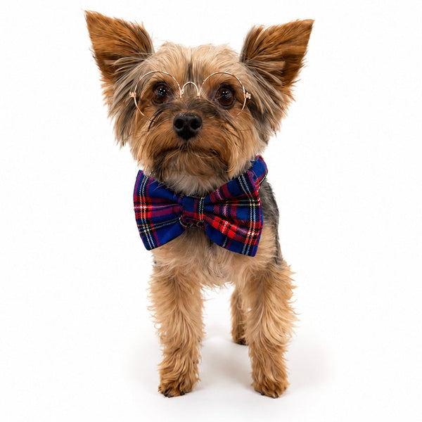 "Bunchie" Bow Scrunchie Collar, photo 2