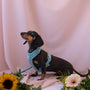 Dachshund con el arnés acolchado azul y flores sobre un fondo rosa
