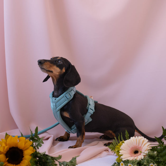 Dachshund con el arnés acolchado azul y flores sobre un fondo rosa