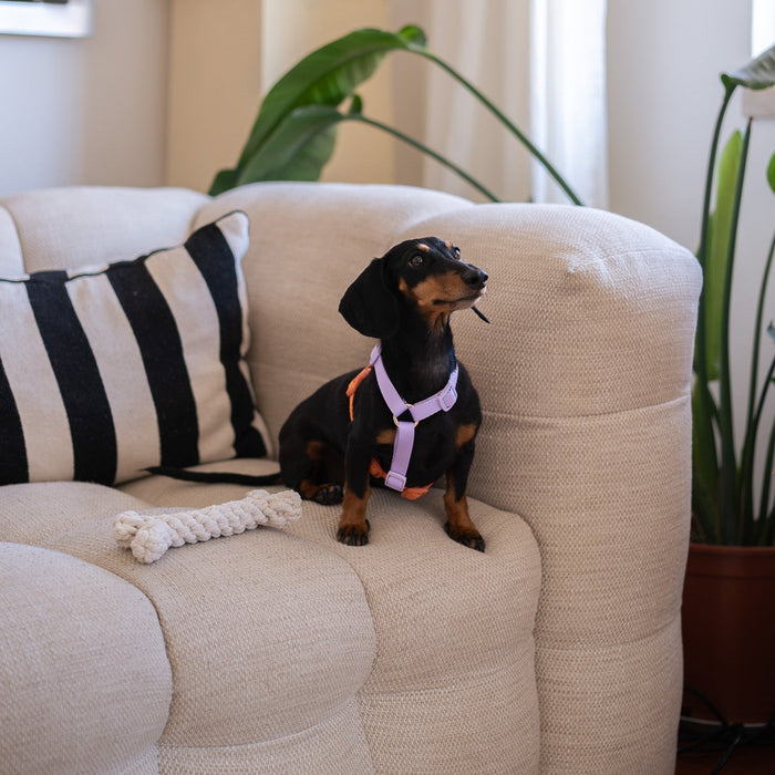 Dachshund on a sofa wearing the Lavender and Terracotta strap harness