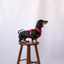 Dachshund standing on a stool in the Bordeaux comfort harness