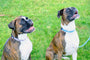 Correa de nailon para perro, foto 4