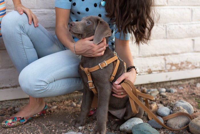 Leather Step-In Dog Harness, photo 7