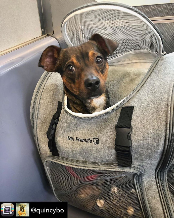 Aspen Backpack Pet Carrier, photo 3