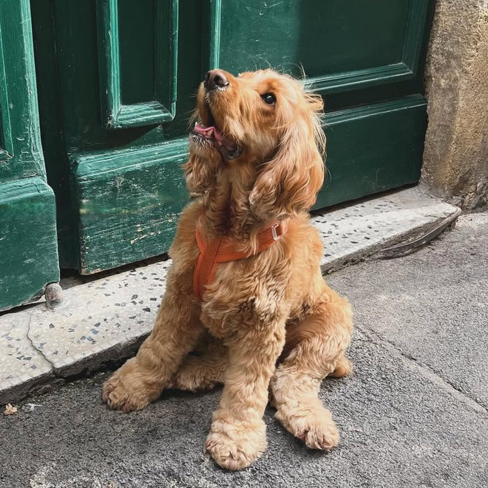 Cocker spaniel sitting in a doorway in the Terracotta comfort harness