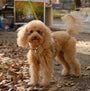 Small dog on autumn leaves in the Tan comfort harness