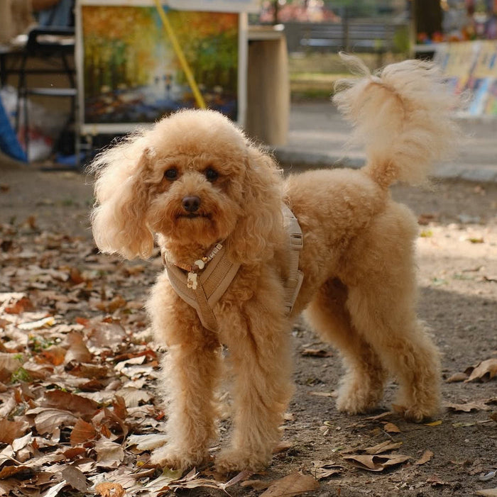 Small dog on autumn leaves in the Tan comfort harness