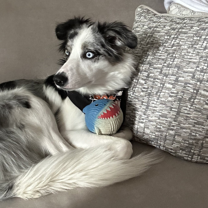 Finn the Shark Ruff-Tex, pelota de látex para perro, tamaño grande, foto 7
