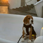 Beagle sitting on steps in the Brown comfort harness