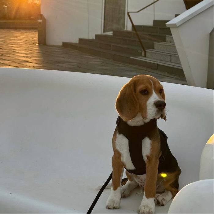 Beagle sitting on steps in the Brown comfort harness