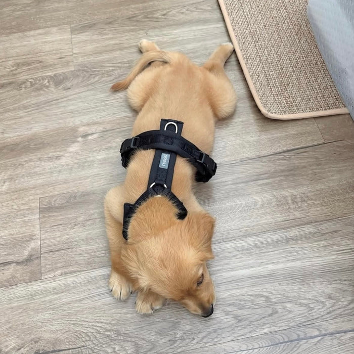 Golden dog lying on the floor in the Black comfort harness