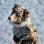 Perro merle en la nieve con el arnés sherpa arena