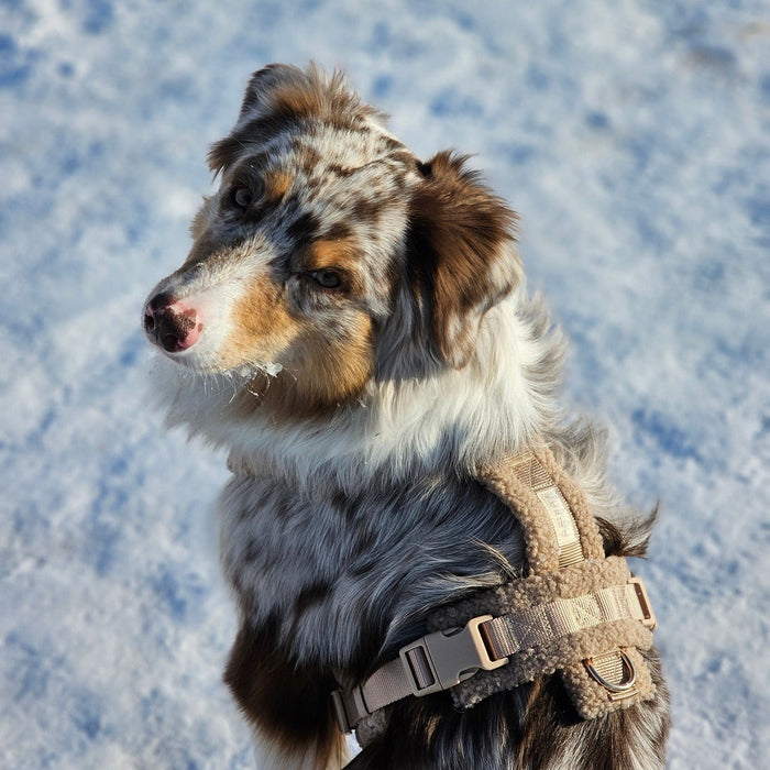 Perro merle en la nieve con el arnés sherpa arena