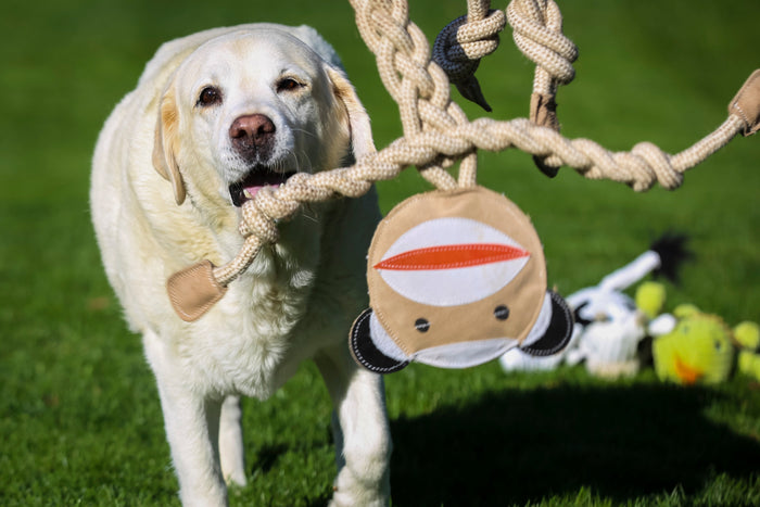 Stuey Sock Monkey Rope Knottie, juguete de cuerda natural para perro, tamaño grande, foto 3
