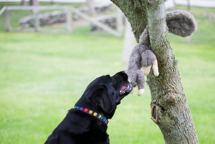 Feller Squirrel Plush Dog Toy, photo 9