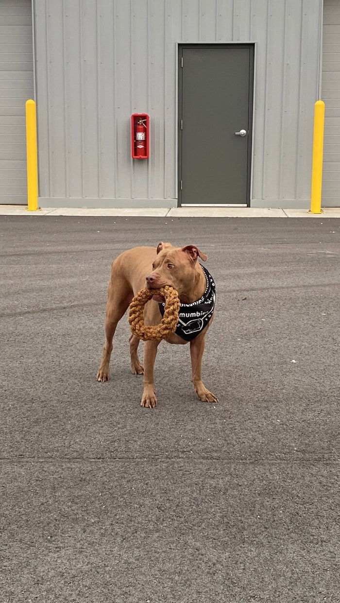 Aro de cuerda de coco para perro, foto 5
